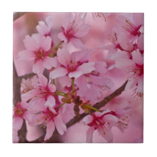 Bada i Rosa Japanska Cherry Blommars Tile Kakelplatta