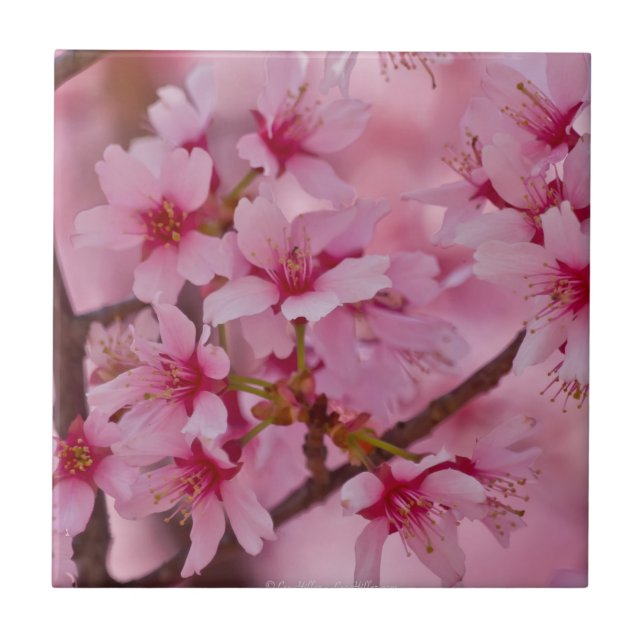 Bada i Rosa Japanska Cherry Blommars Tile Kakelplatta (Framsidan)