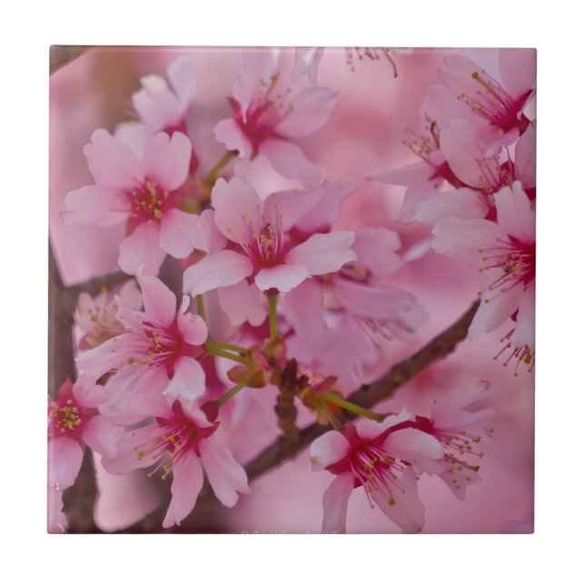 Badade i rosa japanska körsbärsblommor kakelplatta (Framsidan)
