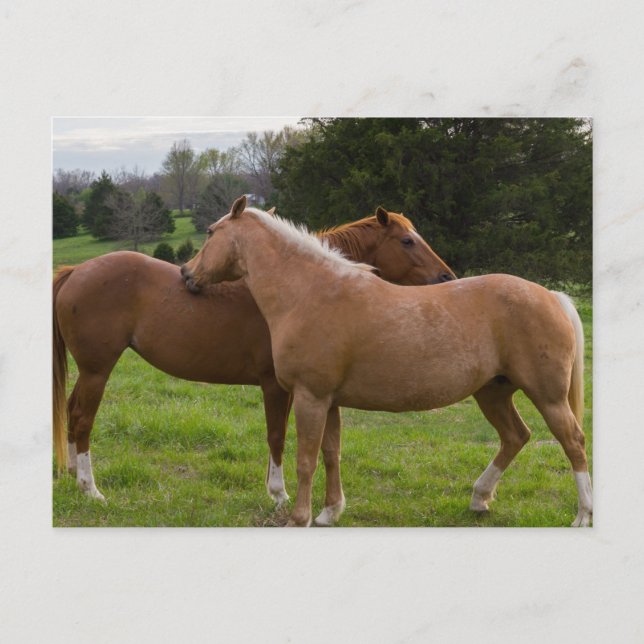 Badande skönheter vykort (Framsida)