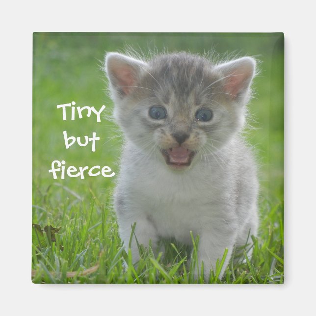 Badass Cats - "Tiny but Fierce" Magnet (Framsidan)
