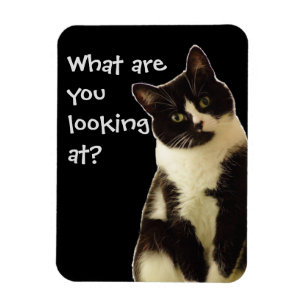 Badass Cats "Vad tittar du på?" Magnet