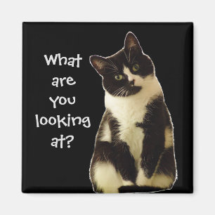 Badass Cats "Vad tittar du på?" Magnet