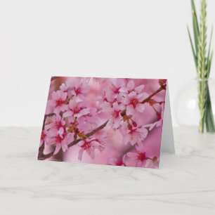 Badat i rosa japanska körsbärblommar kort