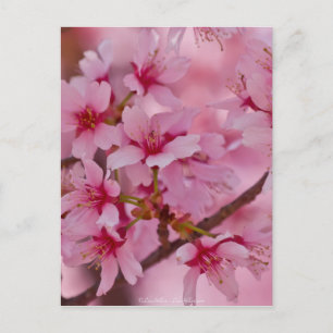 Badat i rosa japanska körsbärblommar vykort