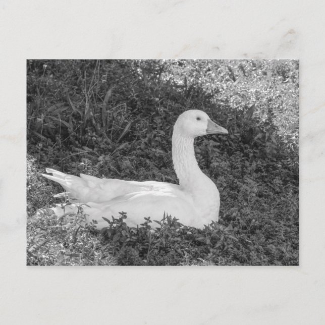 Bädda in Sitta i skugga B&W Vykort (Framsida)