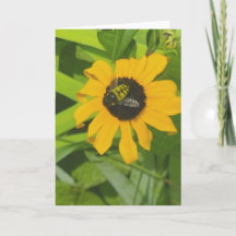 Bädda tillbaka i ett Blankt foto-gratulationskort