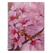 Baddad i rosa japanska körsbärsblommor
