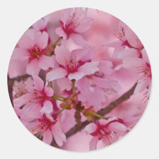 Baddad i rosa japanska körsbärsblommor runt klistermärke
