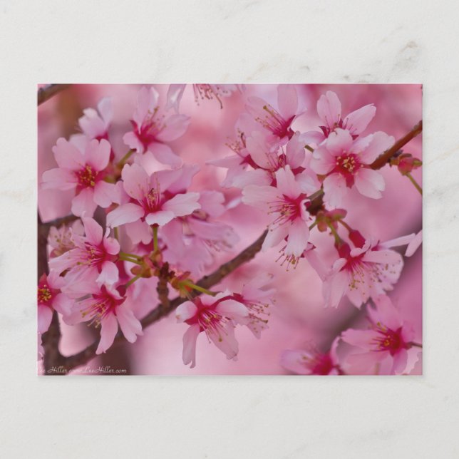 Baddad i rosa japanska körsbärsblommor vykort (Framsida)