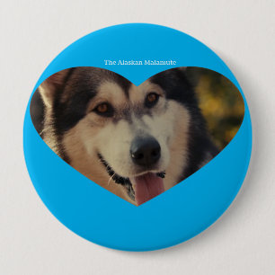 Badge Knapp