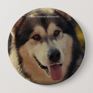 Badge Knapp