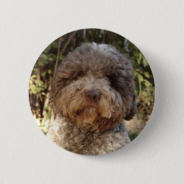 badge lagotto-romagnolo knapp (Framsida)