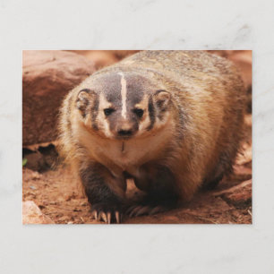 Badger Helg Vykort