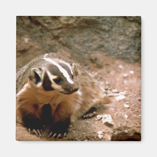 Badger Magnet (Framsidan)