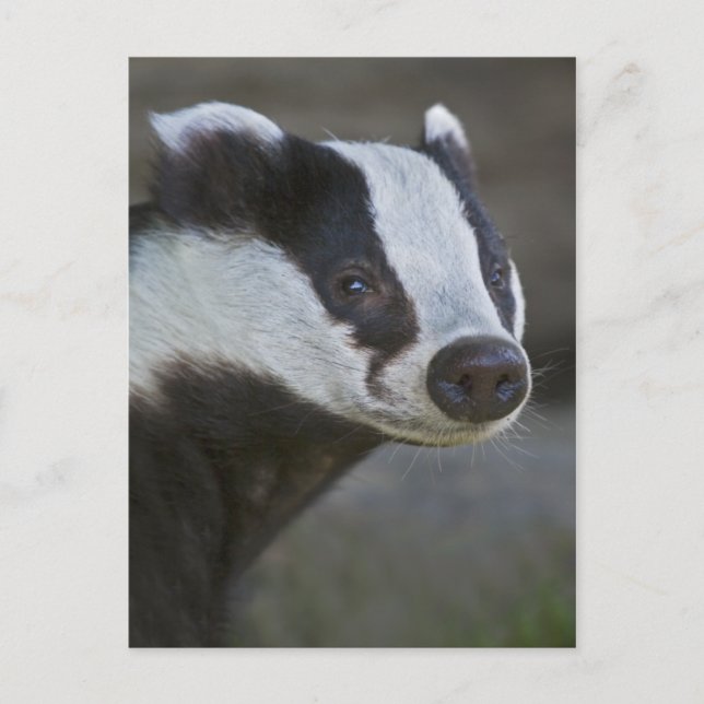 Badger Porträtt vykort (Framsida)