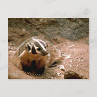 Badger Vykort