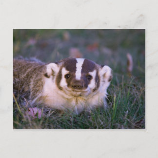 Badger Vykort
