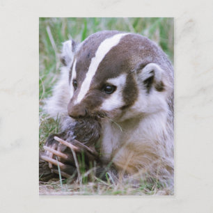 Badger Vykort