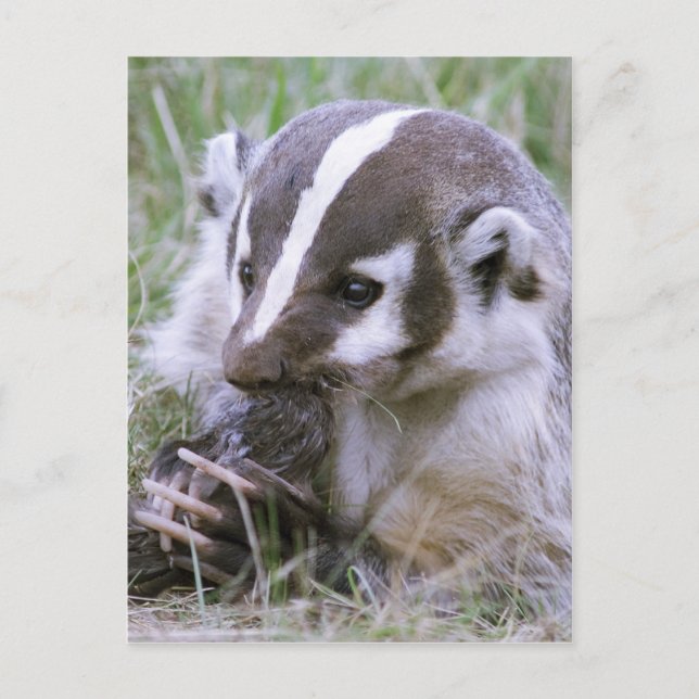 Badger Vykort (Framsida)