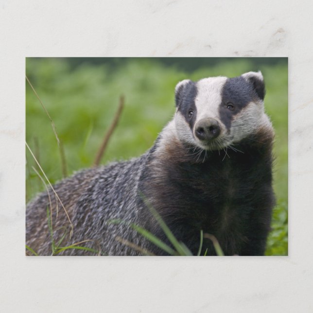 Badger-vykort Vykort (Framsida)