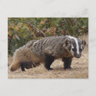 Badger-vykort Vykort