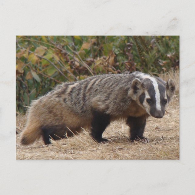 Badger-vykort Vykort (Framsida)