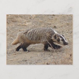 Badger Walking Postcard Vykort