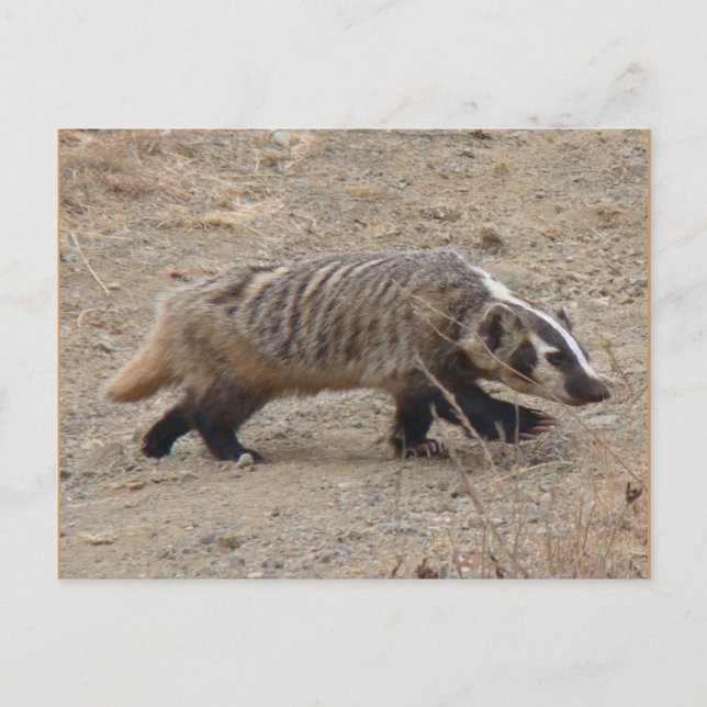 Badger Walking Postcard Vykort (Framsida)