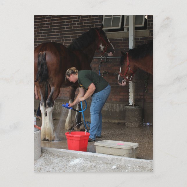 Badhästar på mässan vykort (Framsida)