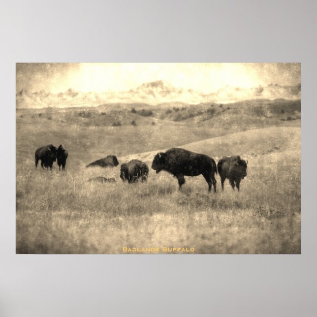 Badlands Bison Poster (Framsidan)