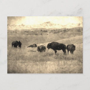 Badlands Bison Vykort