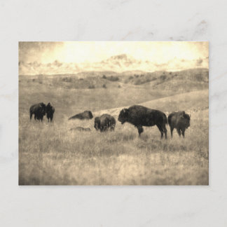 Badlands Bison Vykort