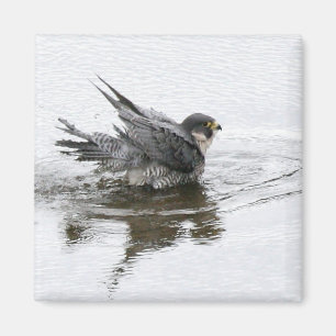 Badningskönhetmagnet Magnet