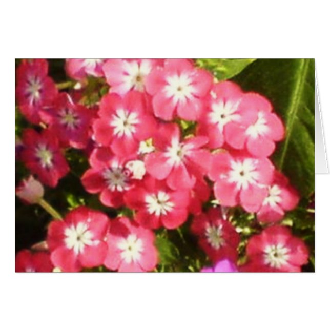 Badrinath Valley of Flowers 1 Hälsningskort (Framsidan Horizontal)