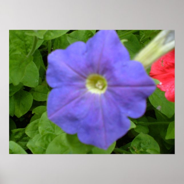 Baeutiful Blue Petunia Print Poster (Framsidan)