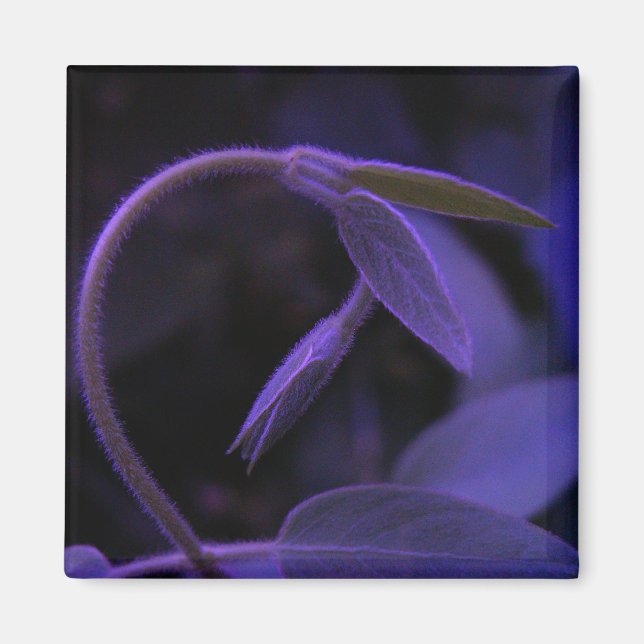 båge magnet (Framsidan)