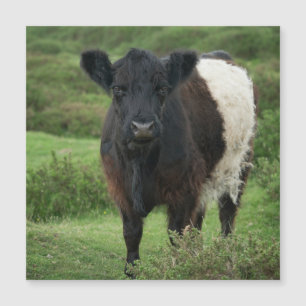 Bägge Galloway Cow