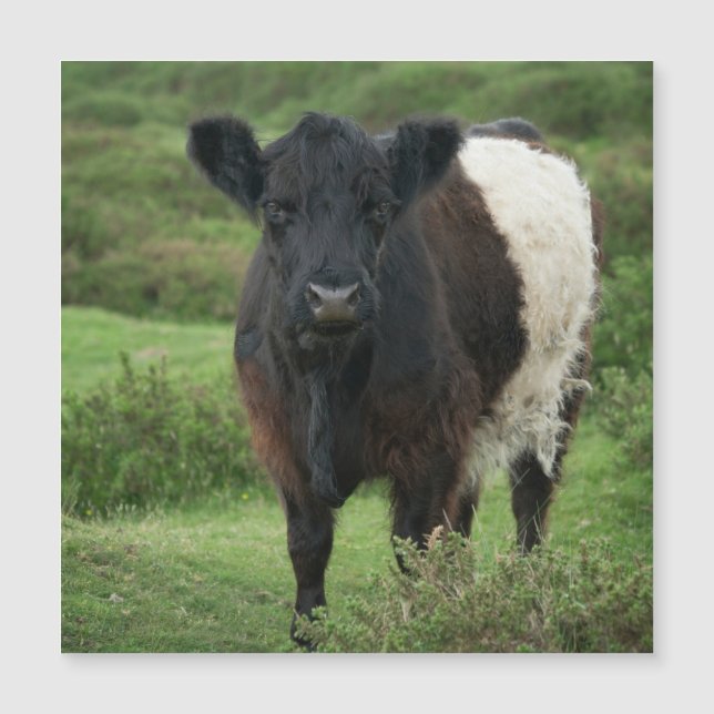 Bägge Galloway Cow (Framsida)