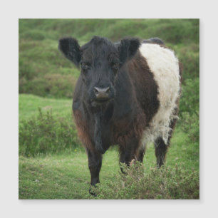 Bägge Galloway Cow