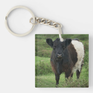 Bägge Galloway Cow