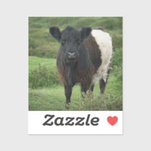 Bägge Galloway Cow Klistermärken