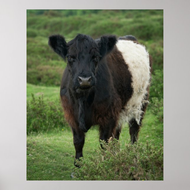 Bägge Galloway Cow Poster (Framsidan)