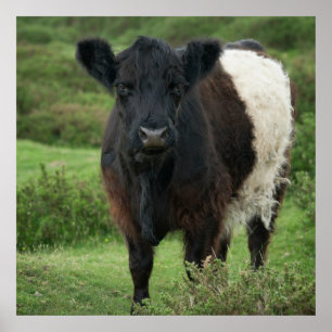 Bägge Galloway Cow Poster