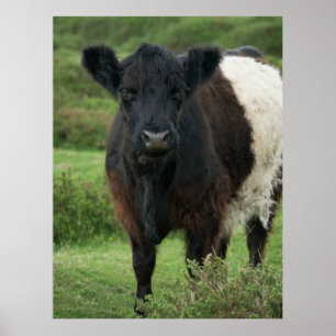 Bägge Galloway Cow Poster