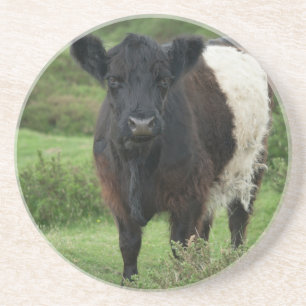 Bägge Galloway Cow Underlägg
