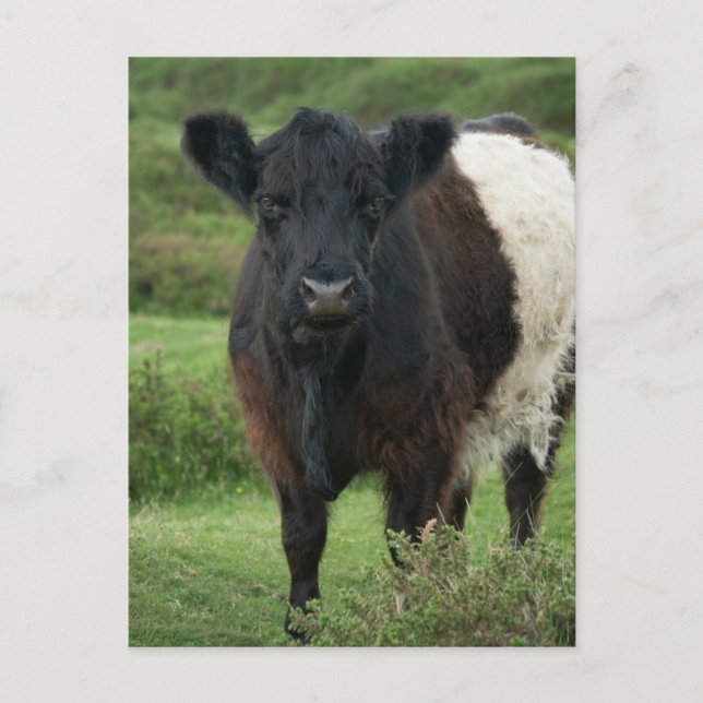 Bägge Galloway Cow Vykort (Framsida)