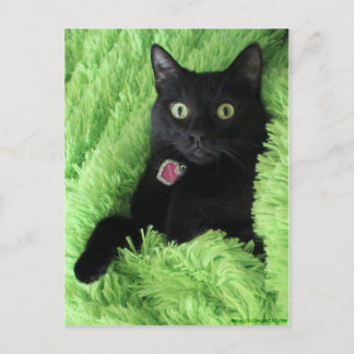 Bagheera, Black Cat Vykort