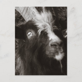 Bagot Goat Porträtt Old Stil - Animal Photography Vykort