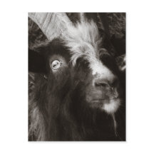 Bagot Goat Porträtt Old Stil - Animal Photography